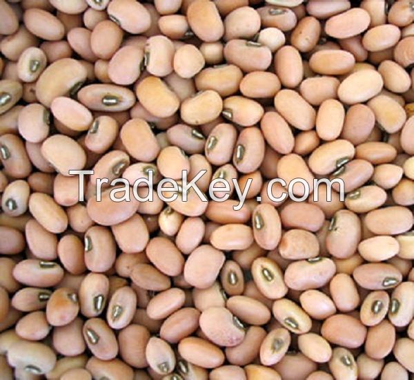  New Crop Black Eye Bean/White Cowpea bean ready 