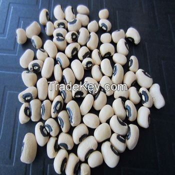  New Crop Black Eye Bean/White Cowpea bean ready 