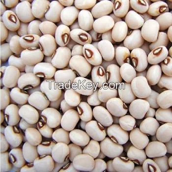 New Crop Black Eye Bean/White Cowpea bean ready