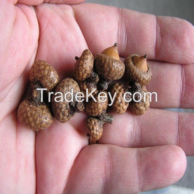 Oak Acorns For Sell