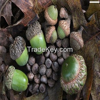 Oak Acorns For Sell