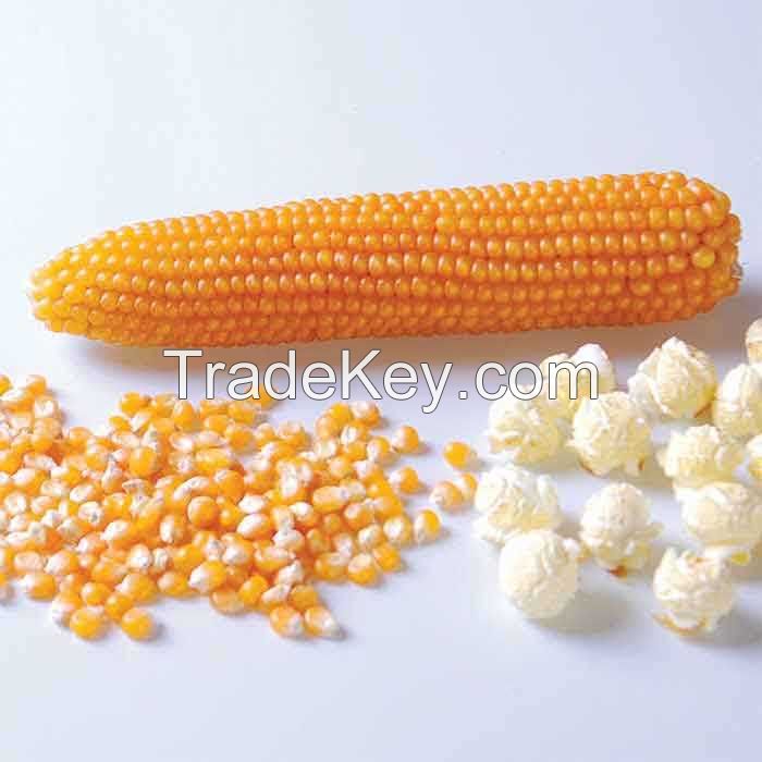 Bulk Selling Top Quality Popcorn Kernels at Low Affordable Price 