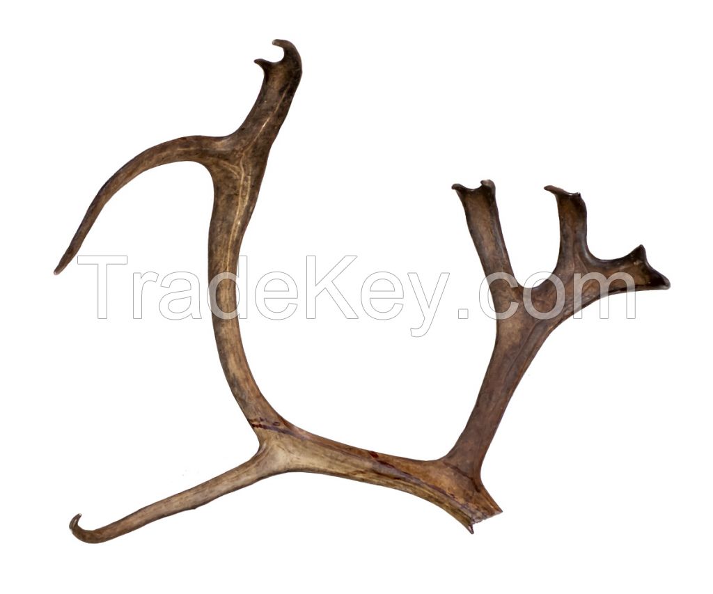 Northern Deer Horns Solid Symmetrical Ossified 