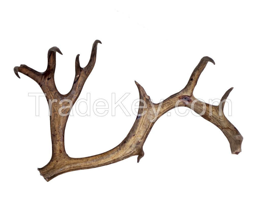 Northern Deer Horns Solid Symmetrical Ossified