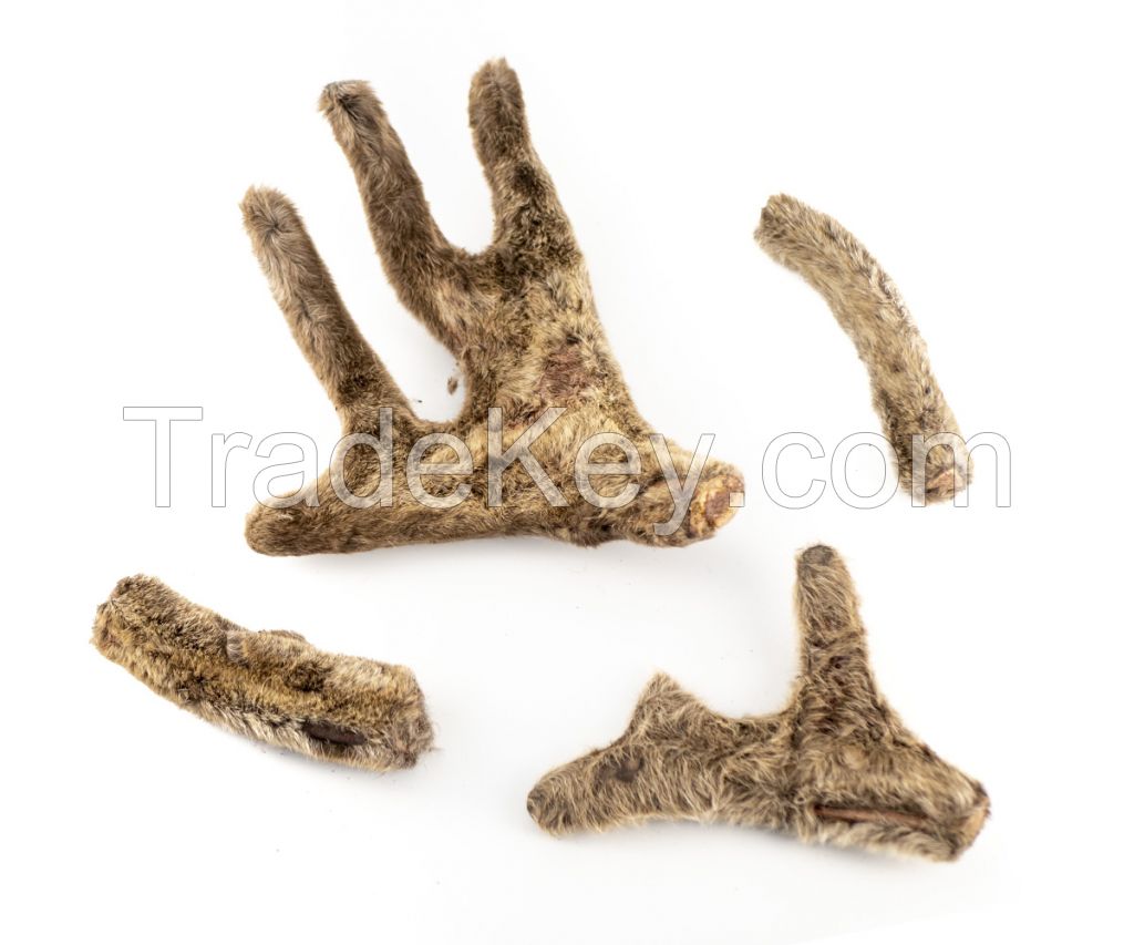 Deer Antler Velvet Preserved For Traditional Medicine