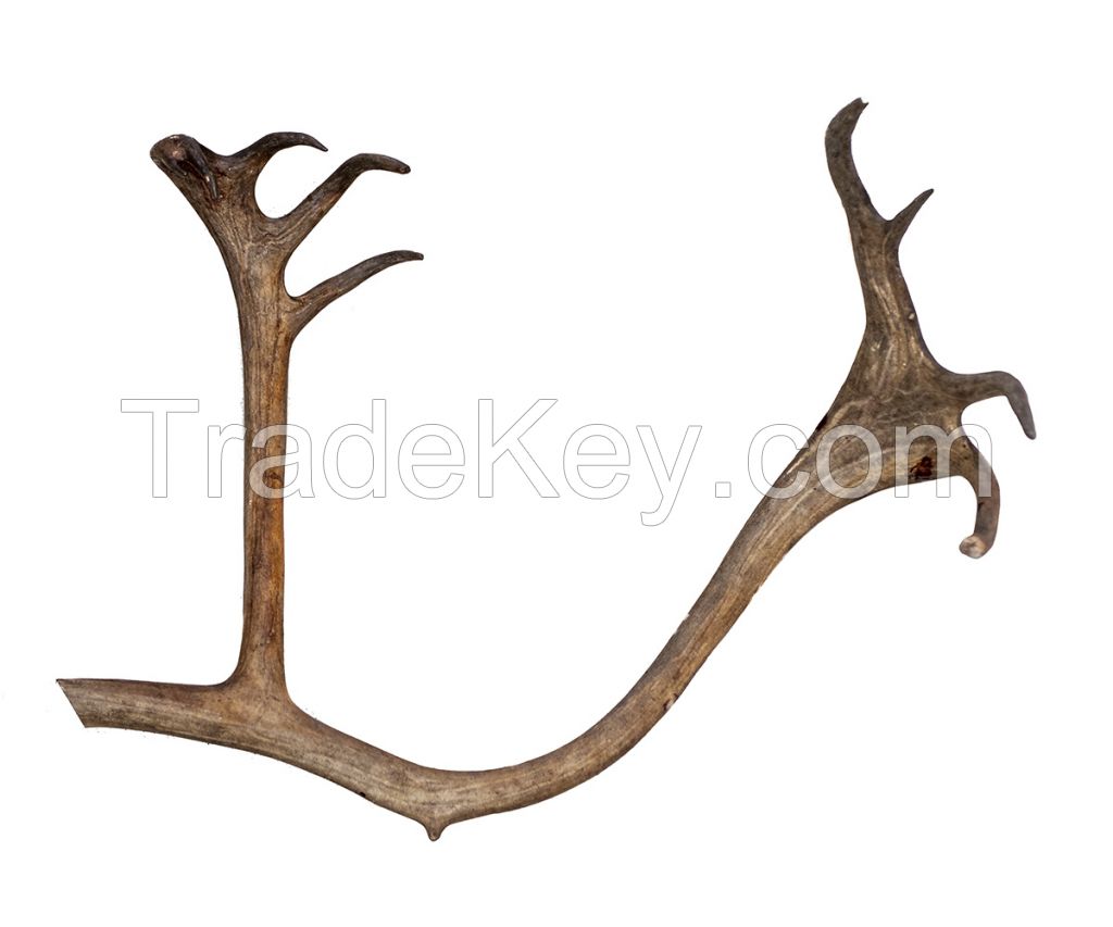 Northern Deer Horns Solid Symmetrical Ossified