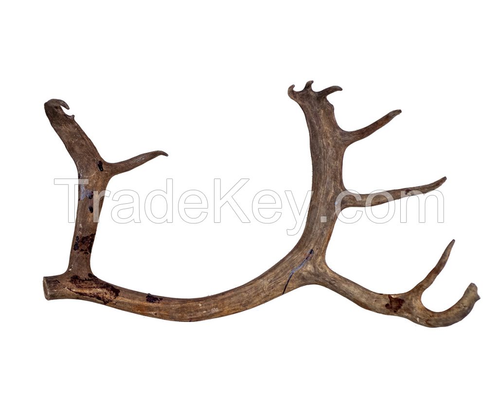 Northern Deer Horns Solid Symmetrical Ossified