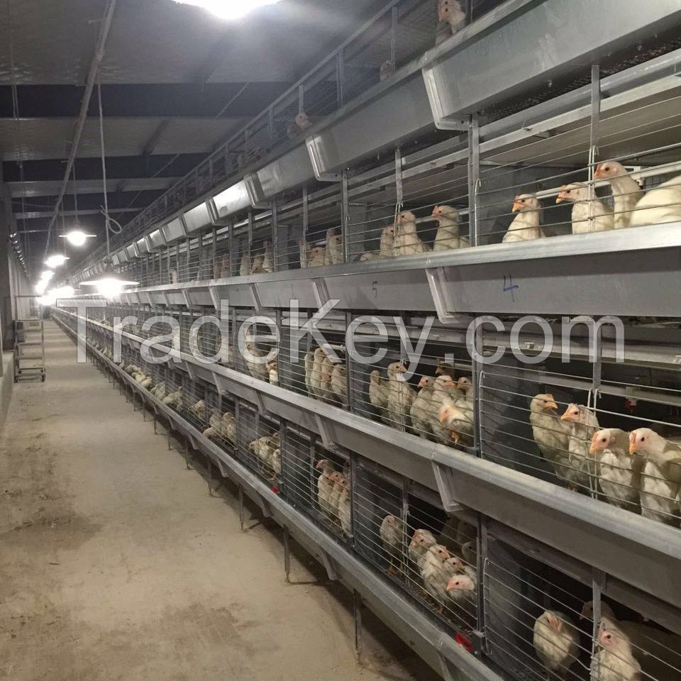 chicken animal cage, Cage automatic chicken, automatic battery cage system for chickens