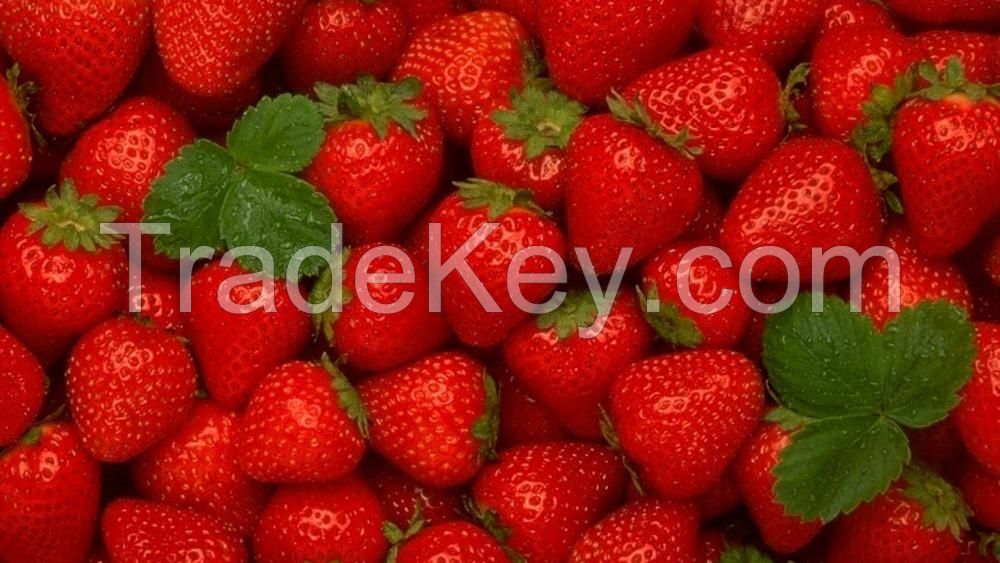 Fresh Strawberry Fruits!