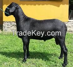 Santa Ines goats for sale in bulk