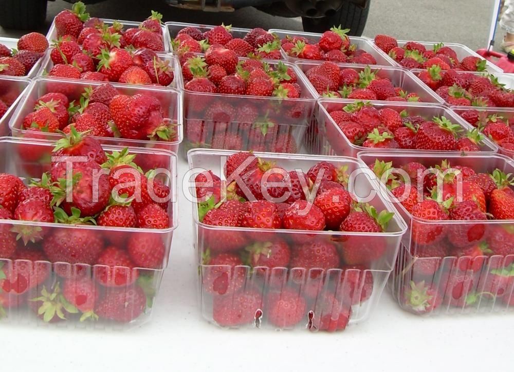 Fresh Strawberry Fruits!