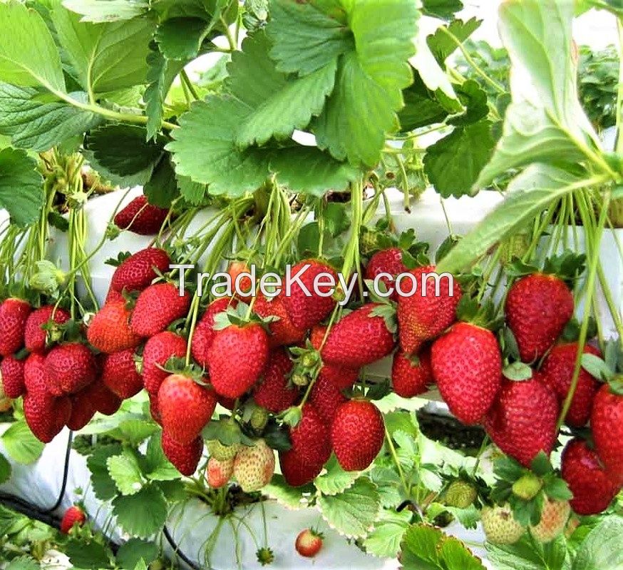 Fresh Strawberry Fruits! 