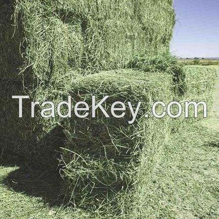 Alfalfa Hay Pellets for Animal Feed / Alfalfa Hay for sale cheap price