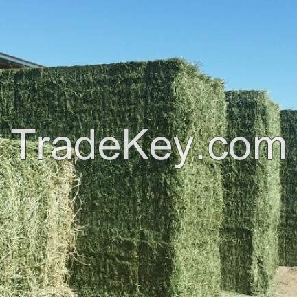 Alfalfa Hay Pellets for Animal Feed / Alfalfa Hay for sale cheap price