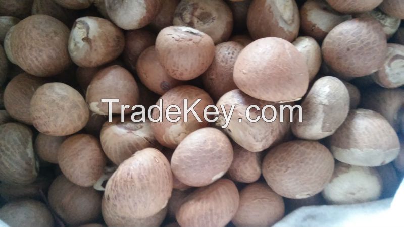 Areca Nut