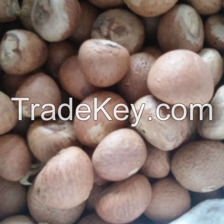 Areca Nut