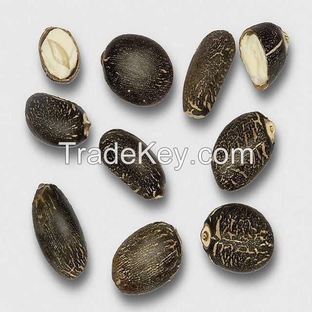 Premium Quality New Crop Jatropha Seeds For sale