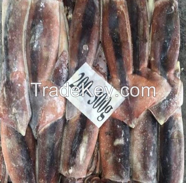 Frozen Whole Illex Squid - (200 - 600g Up) for sale