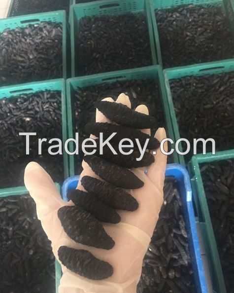 Dried Holothuria Tubulosa - Sea Cucumber for sale