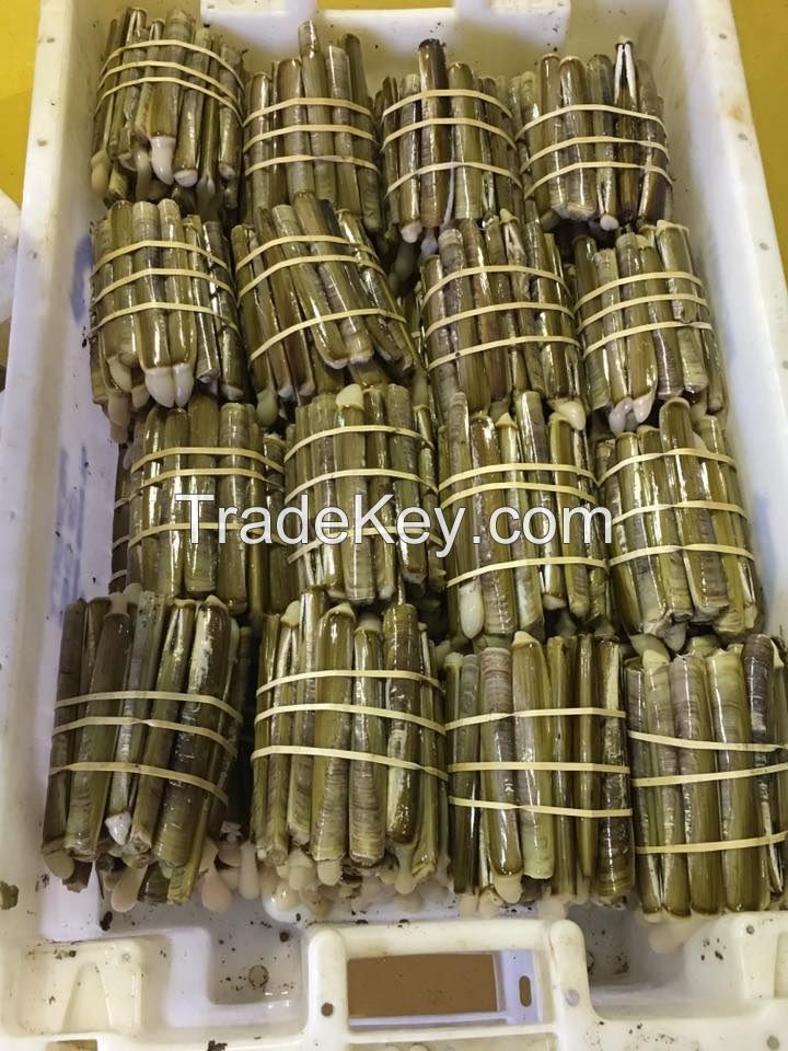 Live Razor Clams in Shell for sale 