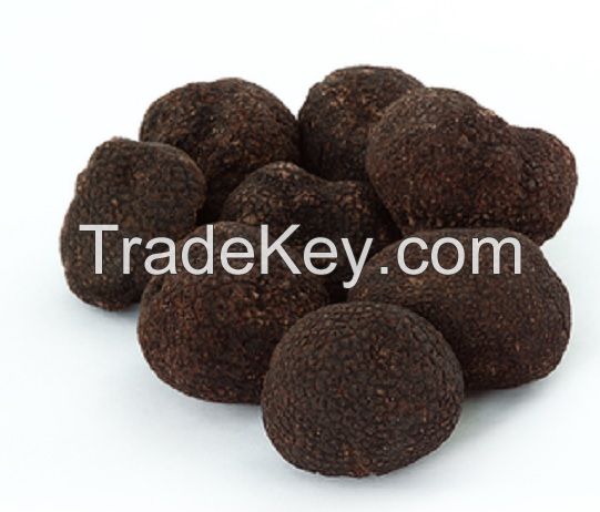 Fresh Wild Black Truffles - Tuber melanosporum, Tuber uncinatum