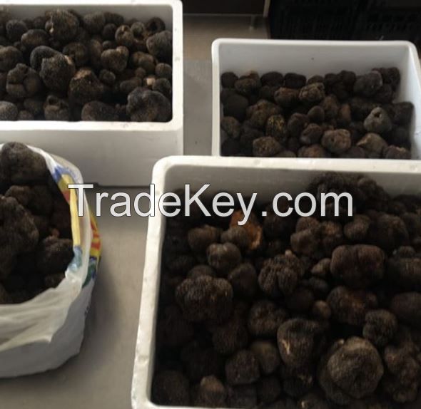 Fresh Wild Black Truffles - Tuber melanosporum, Tuber uncinatum