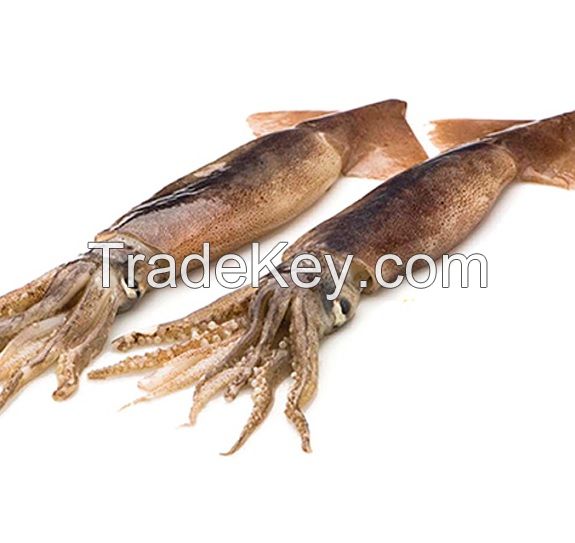 Frozen Whole Illex Squid - (200 - 600g Up) for sale 