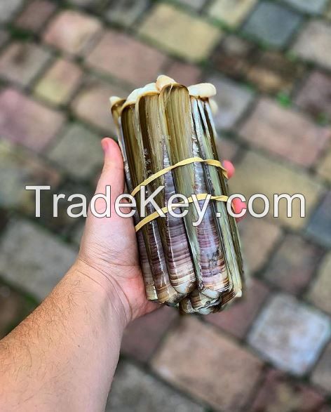 Live Razor Clams in Shell for sale