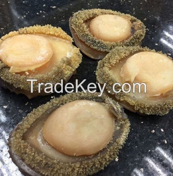 Natural Fresh Dried Abalone for sale cheap price