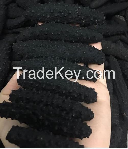 Dried Holothuria Tubulosa - Sea Cucumber for sale