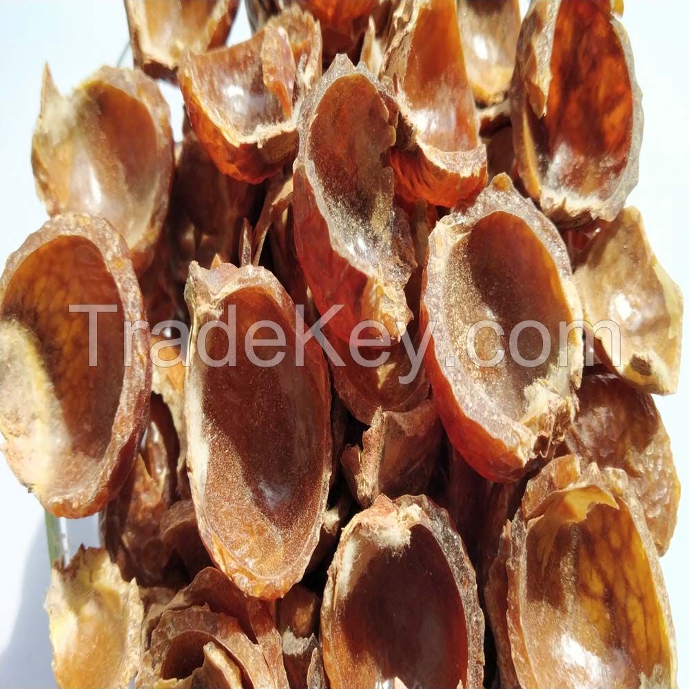 Wholesale soap nuts Shell / Organic soap nuts Shell