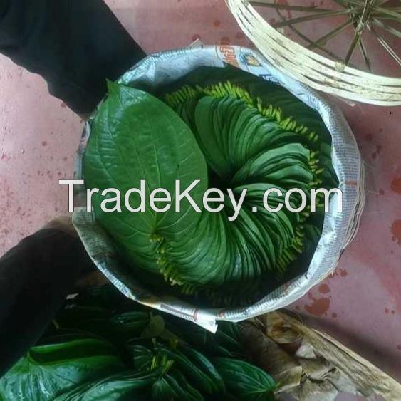 Fresh high-quality betel leaf from Sri Lanka for sale 