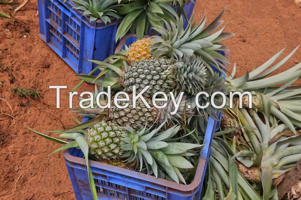 Sri lanka Organic Fresh Pineapple for Sale