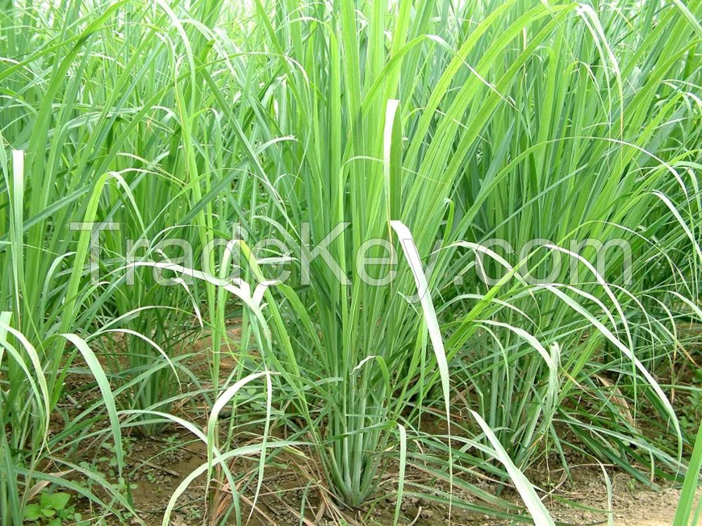 Natural green color Lemongrass for sale