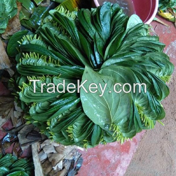 Fresh high-quality betel leaf from Sri Lanka for sale 