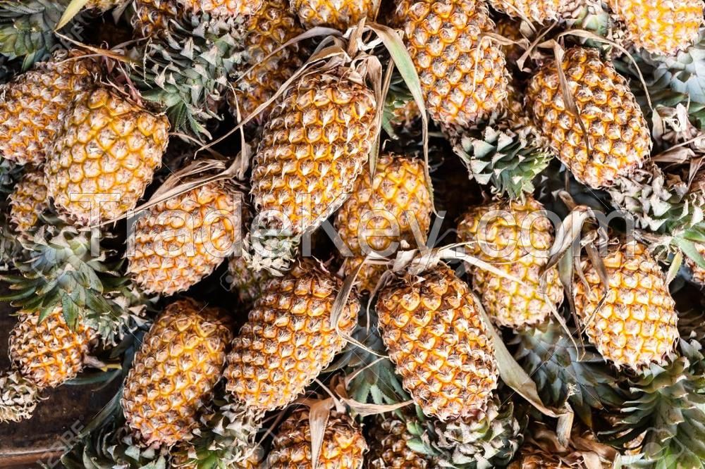 Sri lanka Organic Fresh Pineapple for Sale