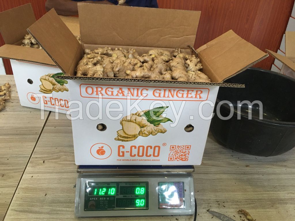 Fresh Ginger for sale