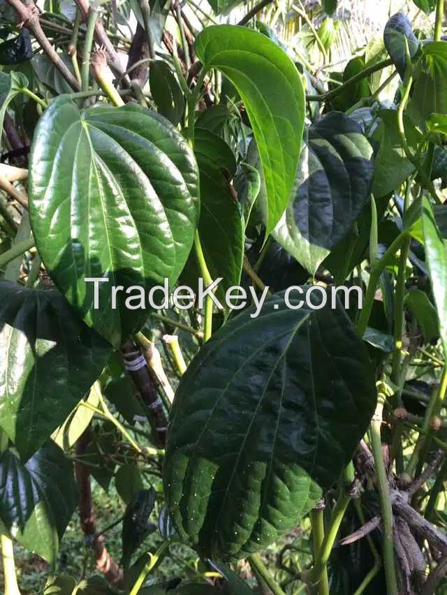 Fresh high-quality betel leaf from Sri Lanka for sale