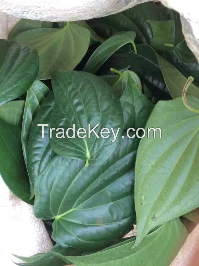 Fresh high-quality betel leaf from Sri Lanka for sale