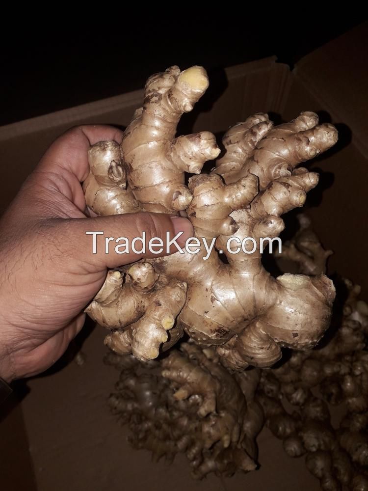 Fresh Ginger for sale