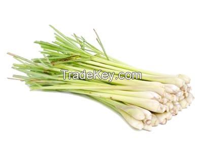 Natural green color Lemongrass for sale