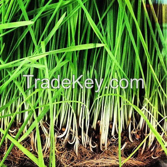 Natural green color Lemongrass for sale