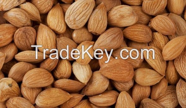 New Crop Bulk Organic Apricot Kernels