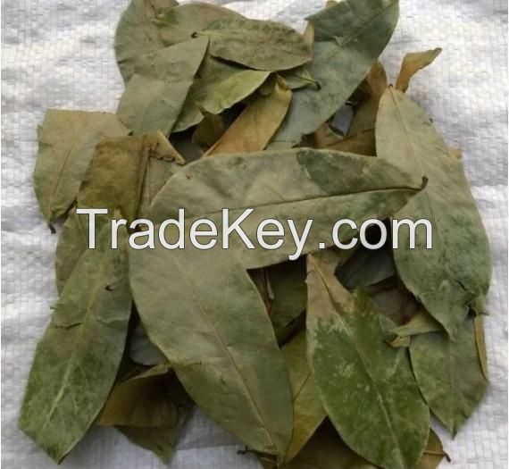 Guyabano Tea - Organic Dried Soursop Leaf - Dried Graviola Leaves -