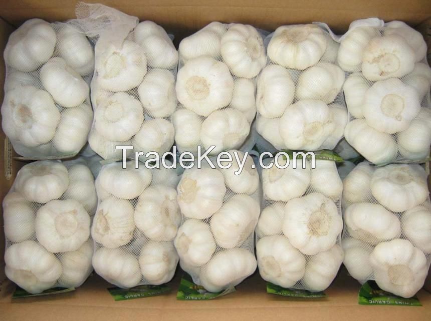 Wholesale Fresh Garlic Price