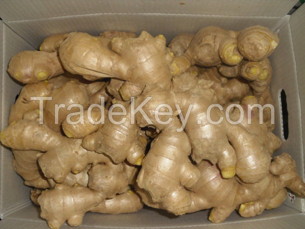 Fresh Ginger / Organic fresh Ginger for sale