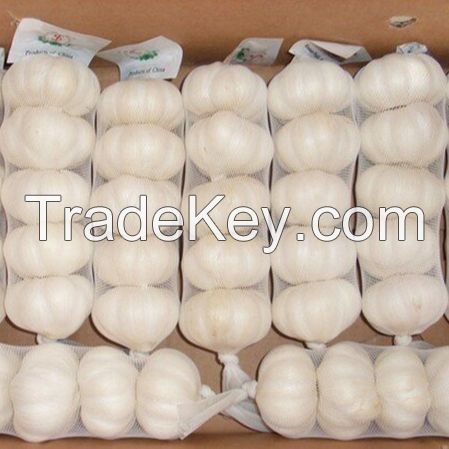 Wholesale Fresh Garlic Price