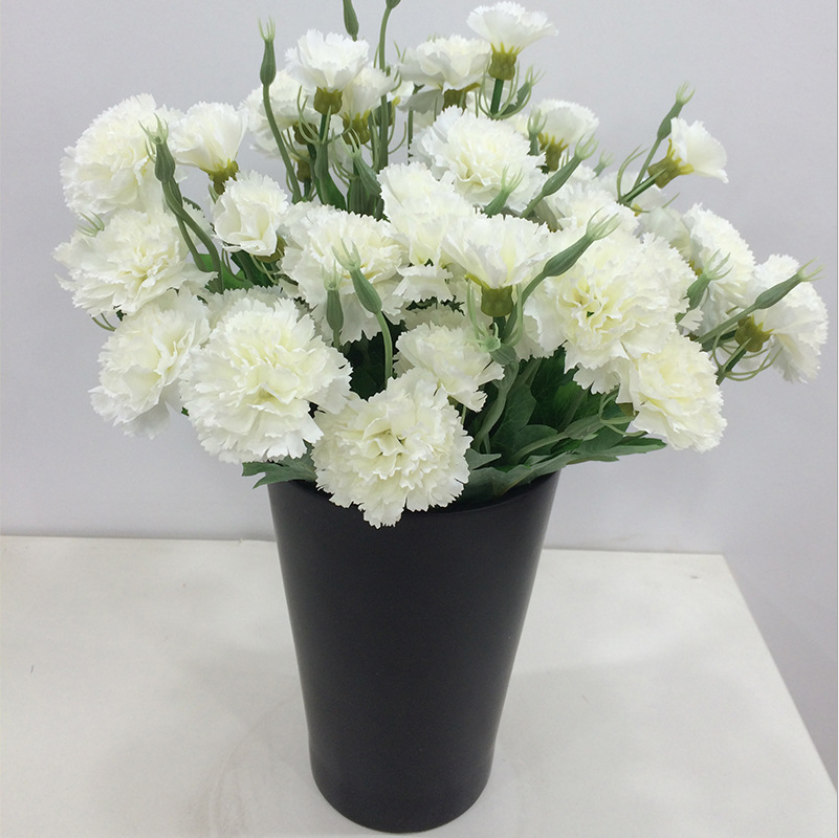 High quality carnation Flowers