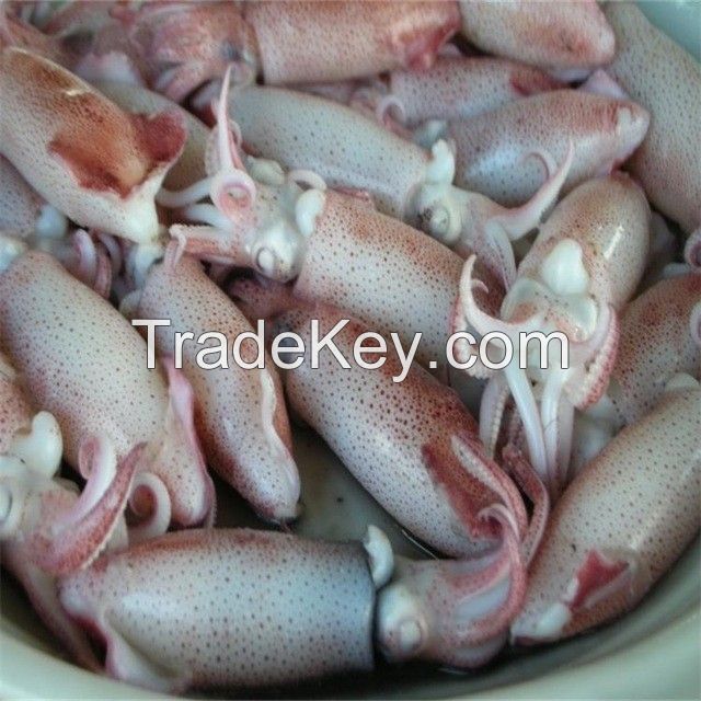 Octopus Live Fresh Frozen Cleaned Baby Octopus Frozen long-leg Gutted 200-300g,300-500g