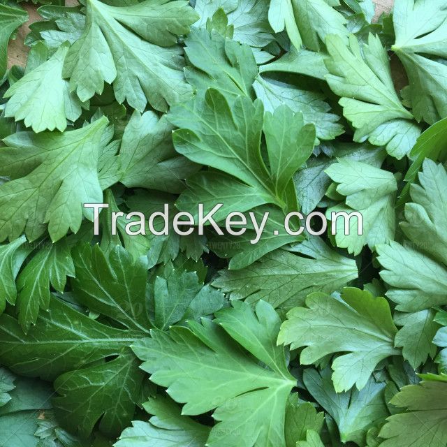 Parsley Leaves Dried Fresh Dill/ Fresh Parsley/fresh Basil 100% Natural Dried Flakes/Dehydrated Leaves